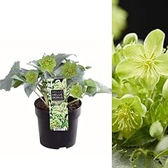 Helleborus silver lace for sale  Delivered anywhere in UK