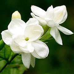 100pcs jasmine flower for sale  Delivered anywhere in UK