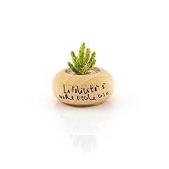 Usato, Bonsai Original La Felicità - Specie Ant Apple - Sottovaso corteccia di legno con corteccia - Vaso in legno di faggio. Mini Cactus. usato  Spedito ovunque in Italia 