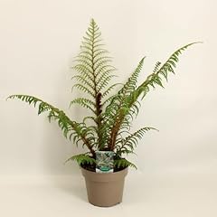 Cyathea highland lace gebraucht kaufen  Wird an jeden Ort in Deutschland