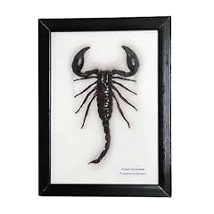 Vie naturals taxidermy for sale  Delivered anywhere in UK