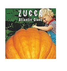 Zucca atlantic giant usato  Spedito ovunque in Italia 