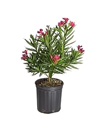 Large oleander bush for sale  Delivered anywhere in USA 