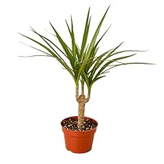 House plant dracaena for sale  Delivered anywhere in USA 