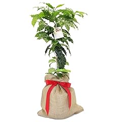 Plantogram live coffee for sale  Delivered anywhere in USA 