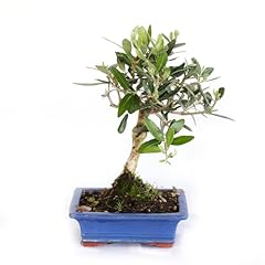 Kentis bonsai olea usato  Spedito ovunque in Italia 
