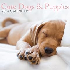2024 cute dogs for sale  Delivered anywhere in UK