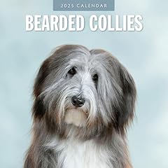 Bearded collies 2025 for sale  Delivered anywhere in UK