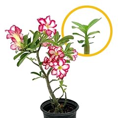 Ragnaroc live succulents for sale  Delivered anywhere in USA 