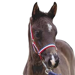 Roma foal headcollar for sale  Delivered anywhere in UK