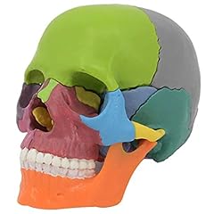 Kcvc colore cranio usato  Spedito ovunque in Italia 