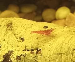 Bugs live aquarium for sale  Delivered anywhere in USA 