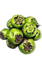 Fresh black sapote for sale  Delivered anywhere in USA 