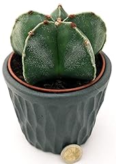 Powers flowers astrophytum usato  Spedito ovunque in Italia 
