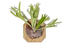 Air plant shop for sale  Delivered anywhere in USA 