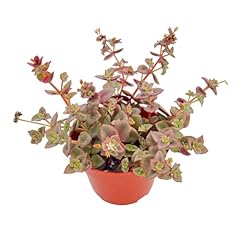 Live succulents calico for sale  Delivered anywhere in USA 