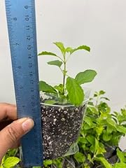 Tulsi plants holy for sale  Delivered anywhere in UK