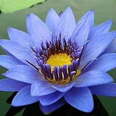 Planterest nymphaea geena for sale  Delivered anywhere in USA 