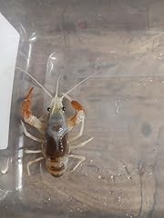 Live tricolor pet for sale  Delivered anywhere in USA 