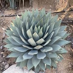 Cactus outlet agave for sale  Delivered anywhere in USA 