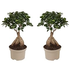 Plant box ficus gebraucht kaufen  Wird an jeden Ort in Deutschland