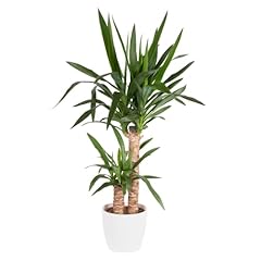 Yucca palme palmlilie gebraucht kaufen  Wird an jeden Ort in Deutschland