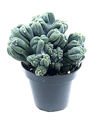 Live cactus succulent for sale  Delivered anywhere in USA 