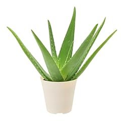Arcadia garden products for sale  Delivered anywhere in USA 