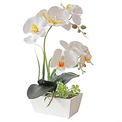 Nmaiya white orchid for sale  Delivered anywhere in USA 