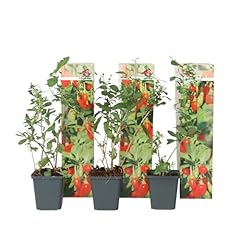 Plant box set usato  Spedito ovunque in Italia 