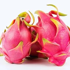 Dragon fruit plants for sale  Delivered anywhere in USA 