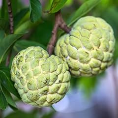 Sugar apple plant for sale  Delivered anywhere in USA 