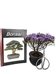 Bonsai azaleen geschenk gebraucht kaufen  Wird an jeden Ort in Deutschland