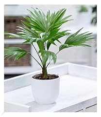 Baldur garten palme gebraucht kaufen  Wird an jeden Ort in Deutschland