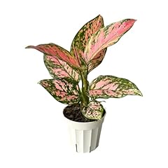 Evergreen lady valentine for sale  Delivered anywhere in USA 