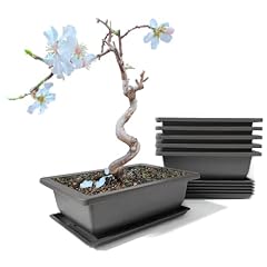 Maiple stück bonsai gebraucht kaufen  Wird an jeden Ort in Deutschland