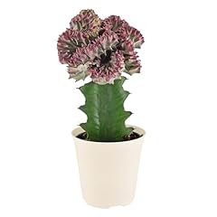 Arcadia garden products for sale  Delivered anywhere in USA 
