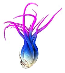 Live caput medusae for sale  Delivered anywhere in USA 