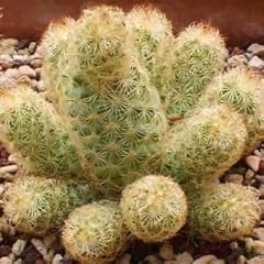 Semi ladyfinger cactus for sale  Delivered anywhere in UK