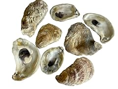 Natural oyster shells for sale  Delivered anywhere in USA 