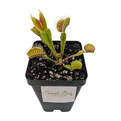 Venus fly trap for sale  Delivered anywhere in USA 