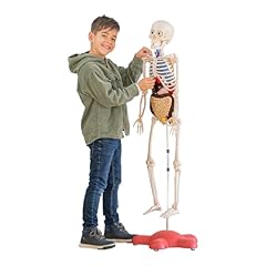 Human body model for sale  Delivered anywhere in UK