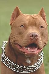 Pitbull red nose usato  Spedito ovunque in Italia 