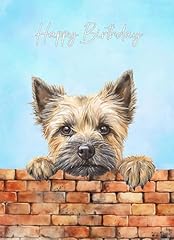 Cairn terrier dog for sale  Delivered anywhere in UK