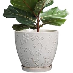 Mpotto inch plant for sale  Delivered anywhere in USA 