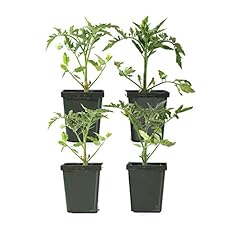 Plants post inch for sale  Delivered anywhere in USA 