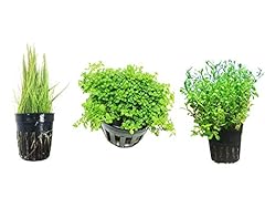 Carpet plants package for sale  Delivered anywhere in Ireland