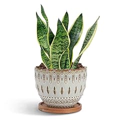 Epgardening vintage succulent for sale  Delivered anywhere in USA 