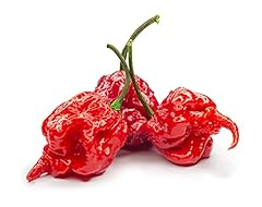 Chilli plants carolina for sale  Delivered anywhere in UK