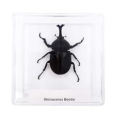 Cased rhinoceros beetle for sale  Delivered anywhere in USA 